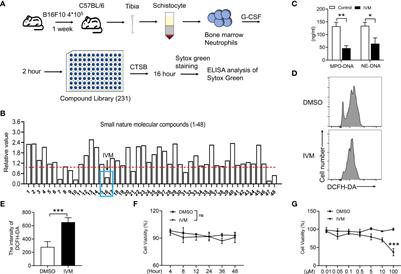 Drug repurposing of ivermectin abrogates neutrophil extracellular traps and prevents melanoma metastasis